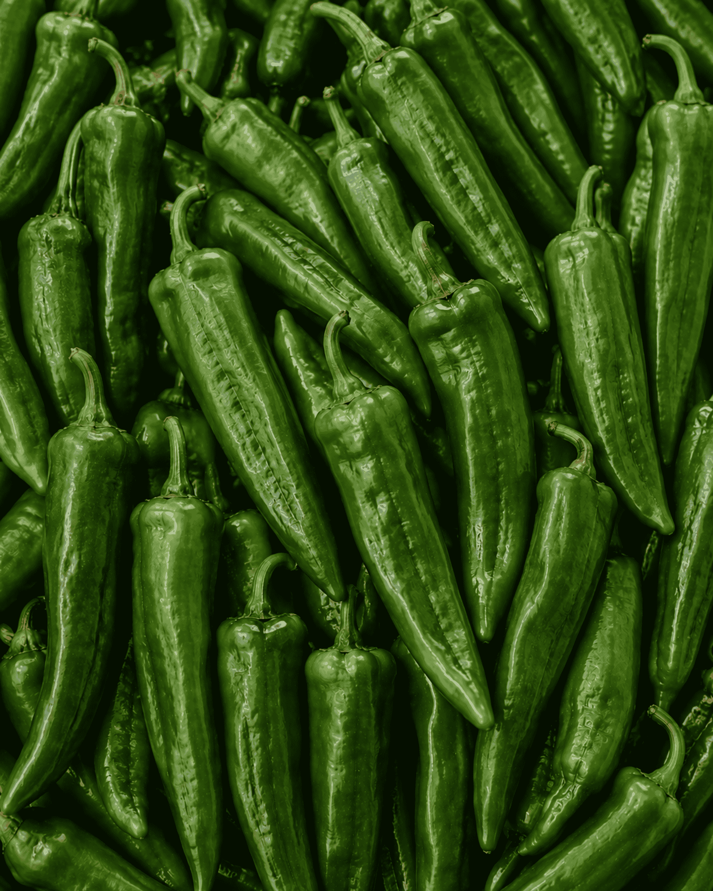 Anaheim Pepper