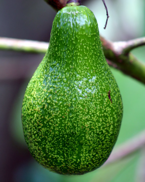 Arue Avocado