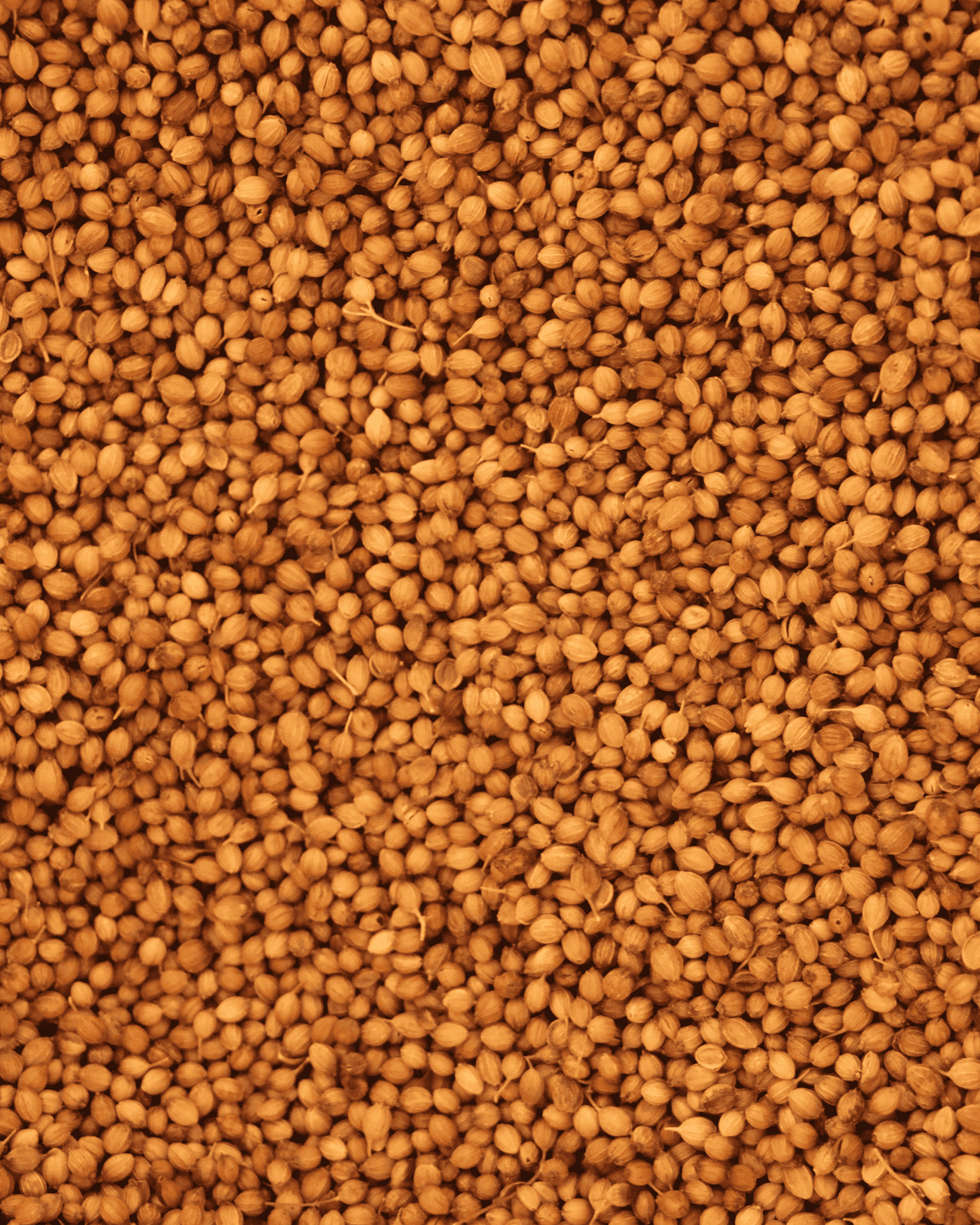 Bee Pollen – 10 Ounces