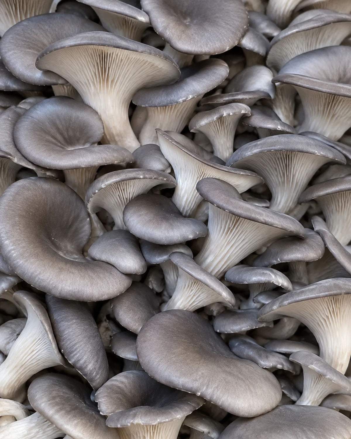 Blue Oyster Mushrooms – Half Pound
