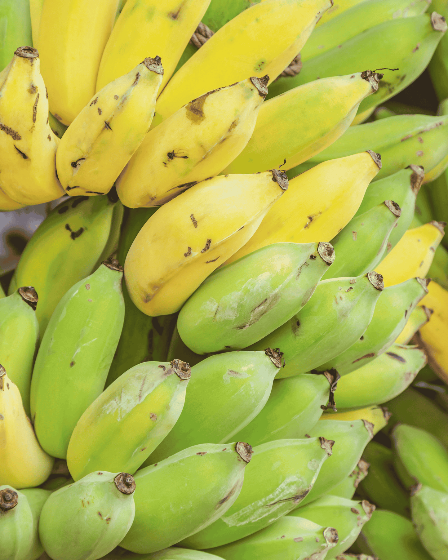 Burro Bananas