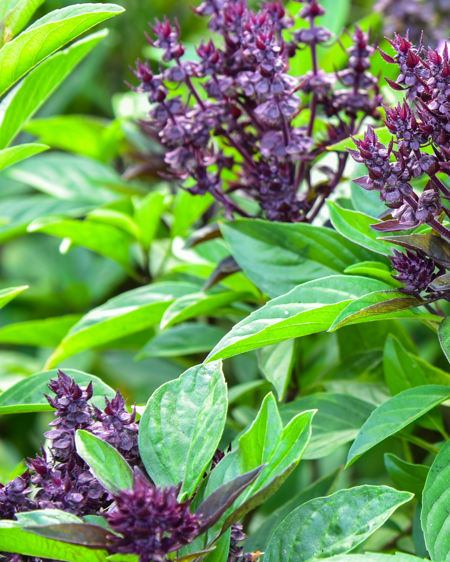 Cardinal Basil – Bunch