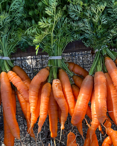 Carrots