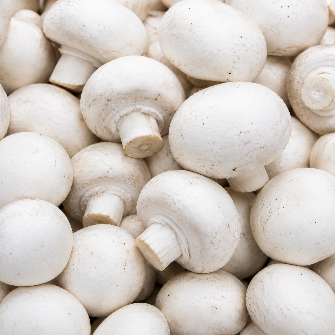 White Mushroom