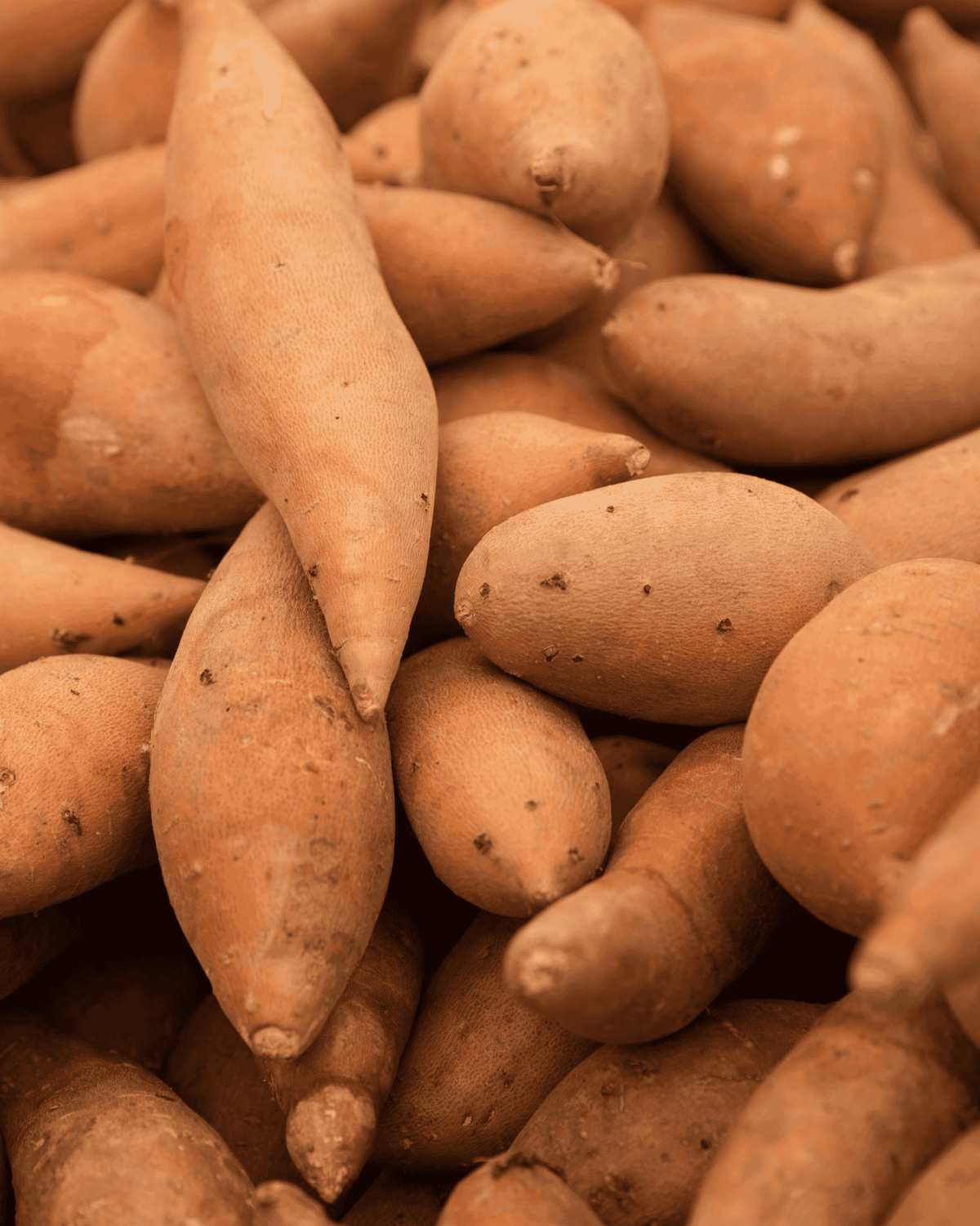 Covington Yam Sweet Potato