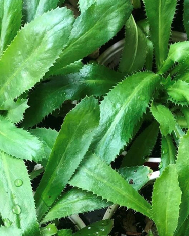 Close-up of green leafy plants with water droplets on a dark background