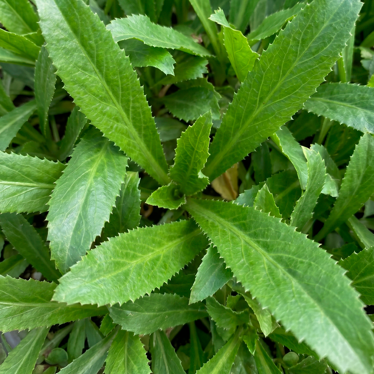 Culantro