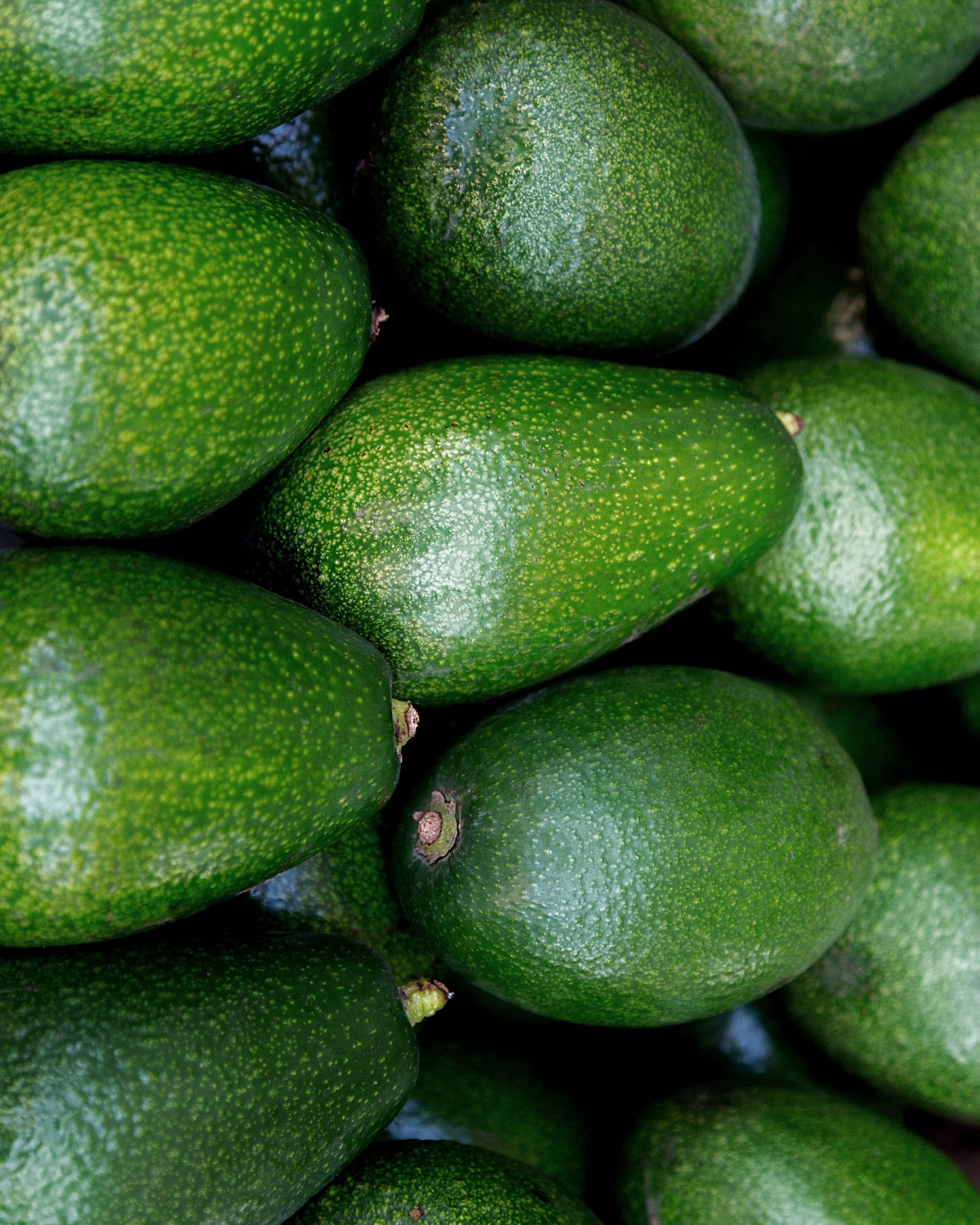 Donnie Avocado PF