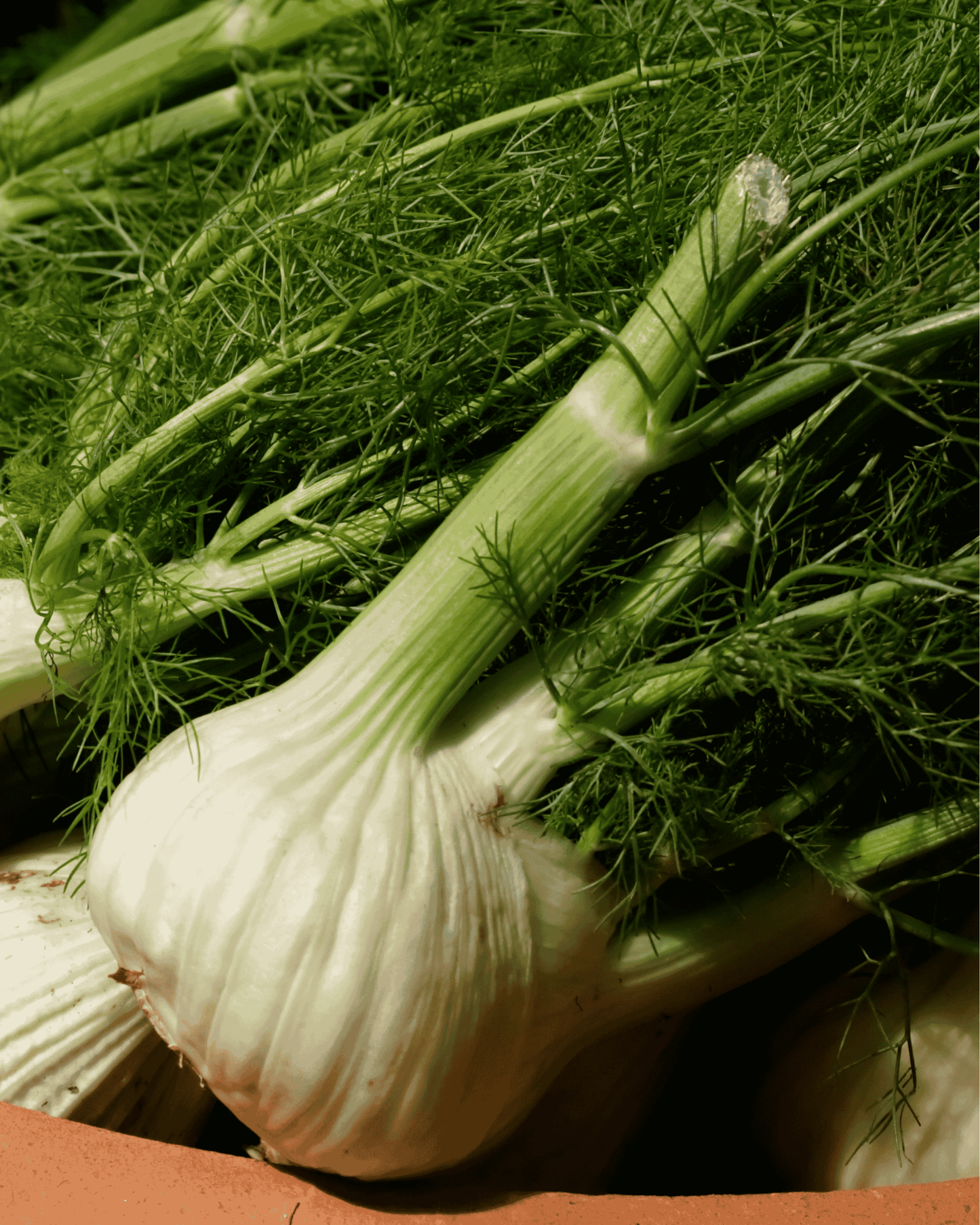 Fennel