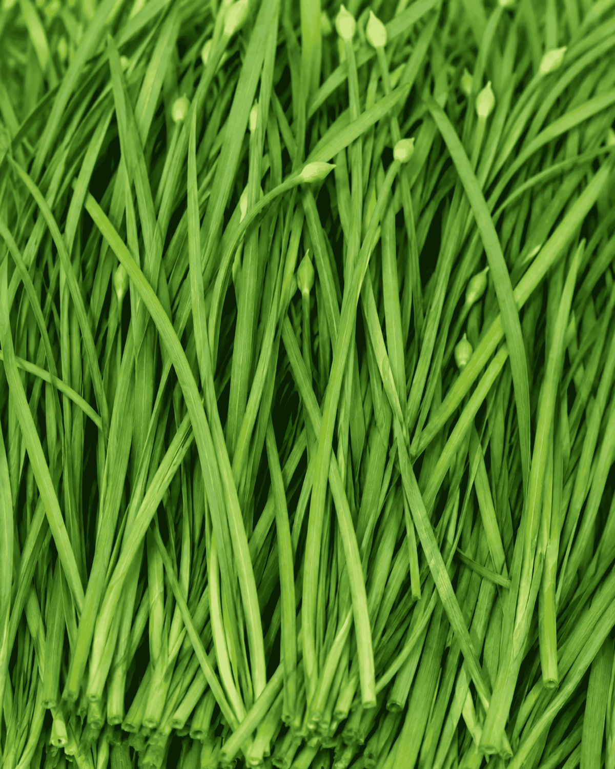 Garlic Chives
