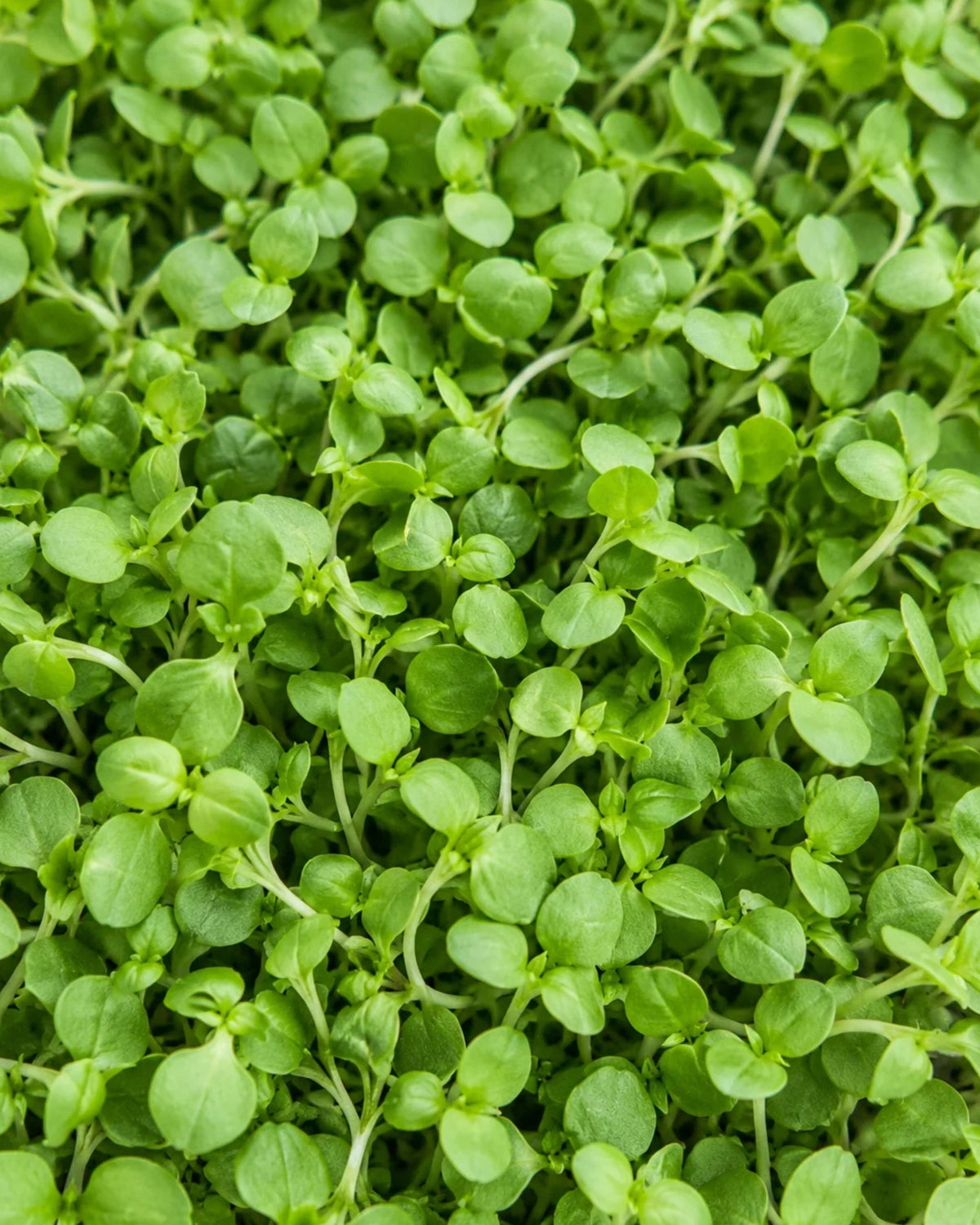 Genovese Basil Microgreens