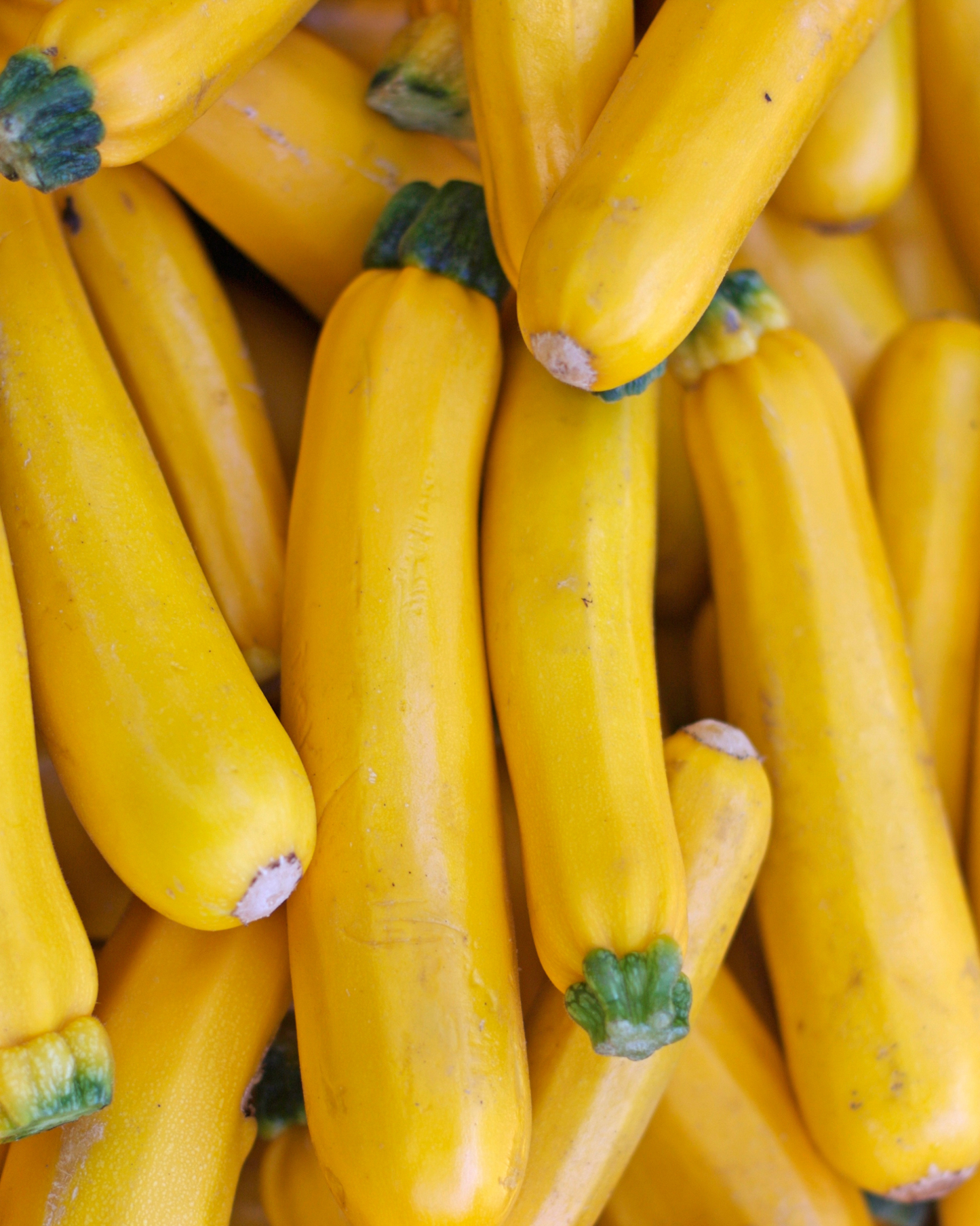 Gold Zucchini