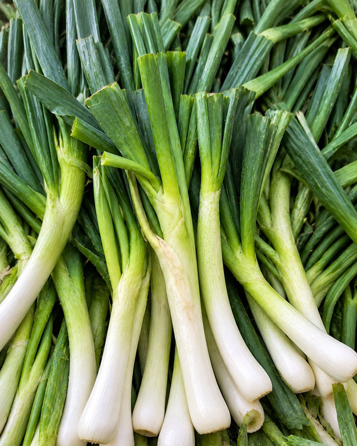 Green Onion – Bunch
