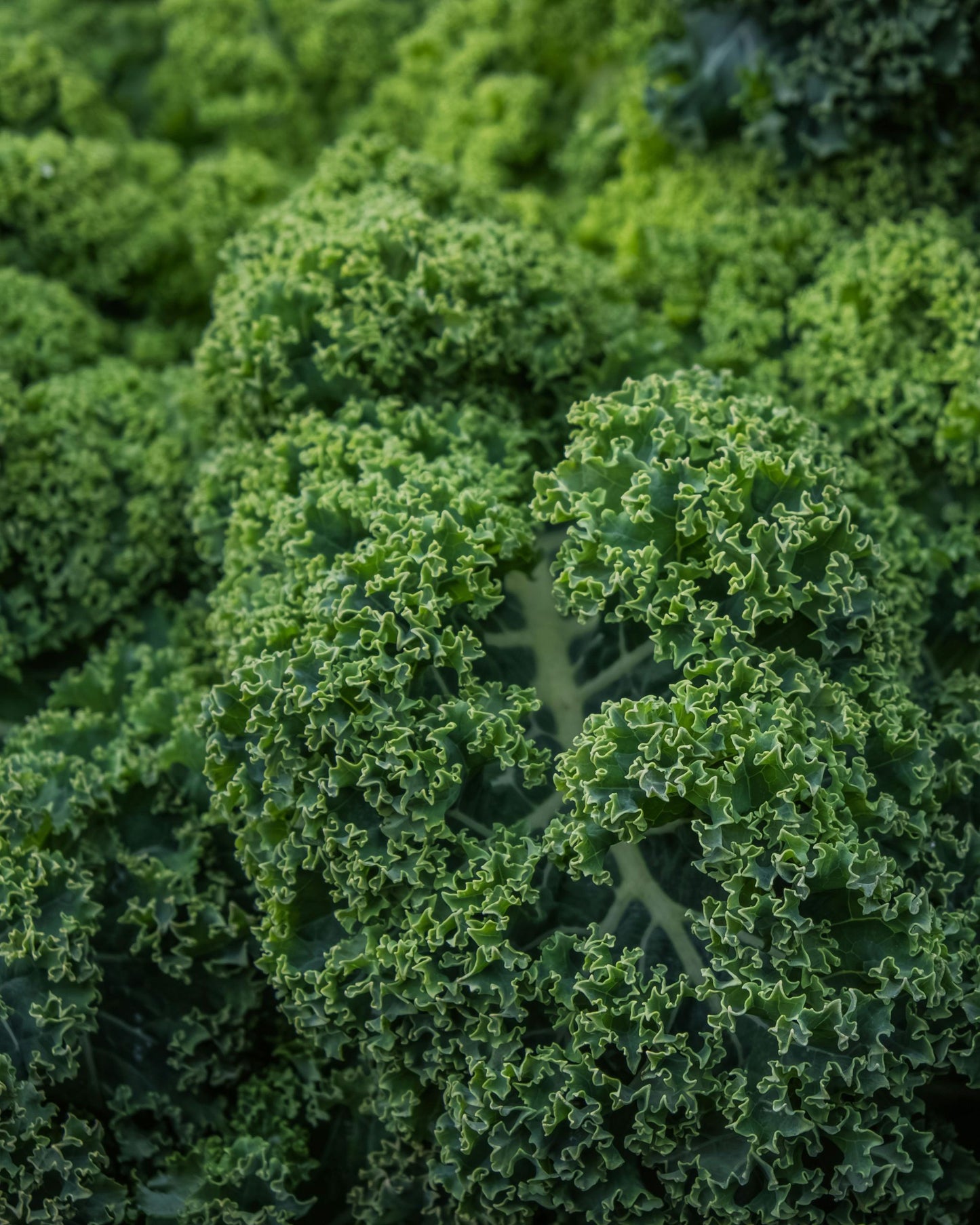 Westlandse Winter Kale PF