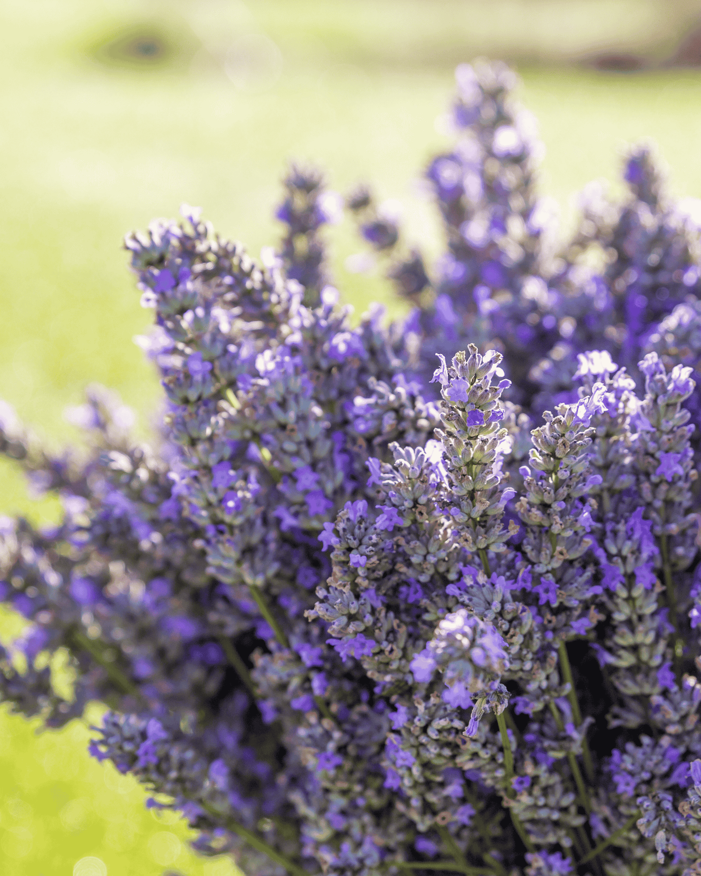 Lavender PF