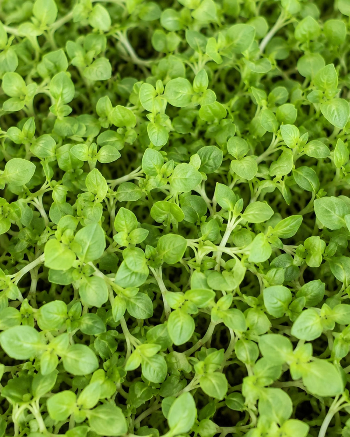 Lemon Basil Microgreens