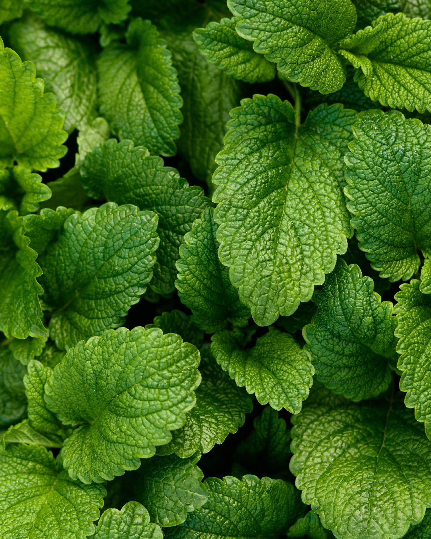 Lemon Balm PF