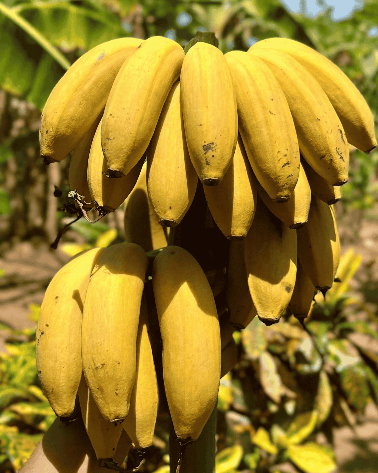 Manzano Bananas