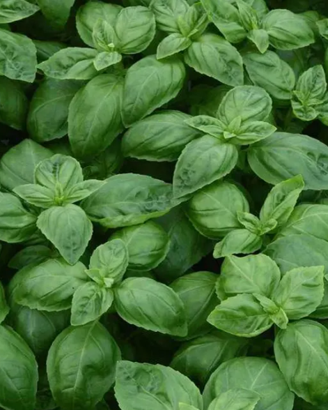 Close-up of a dense cluster of green basil leaves