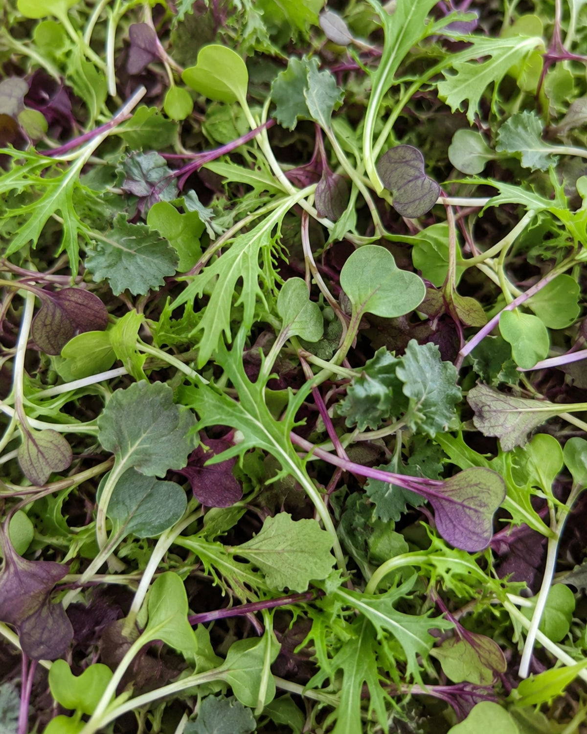 Mild Mix Microgreens
