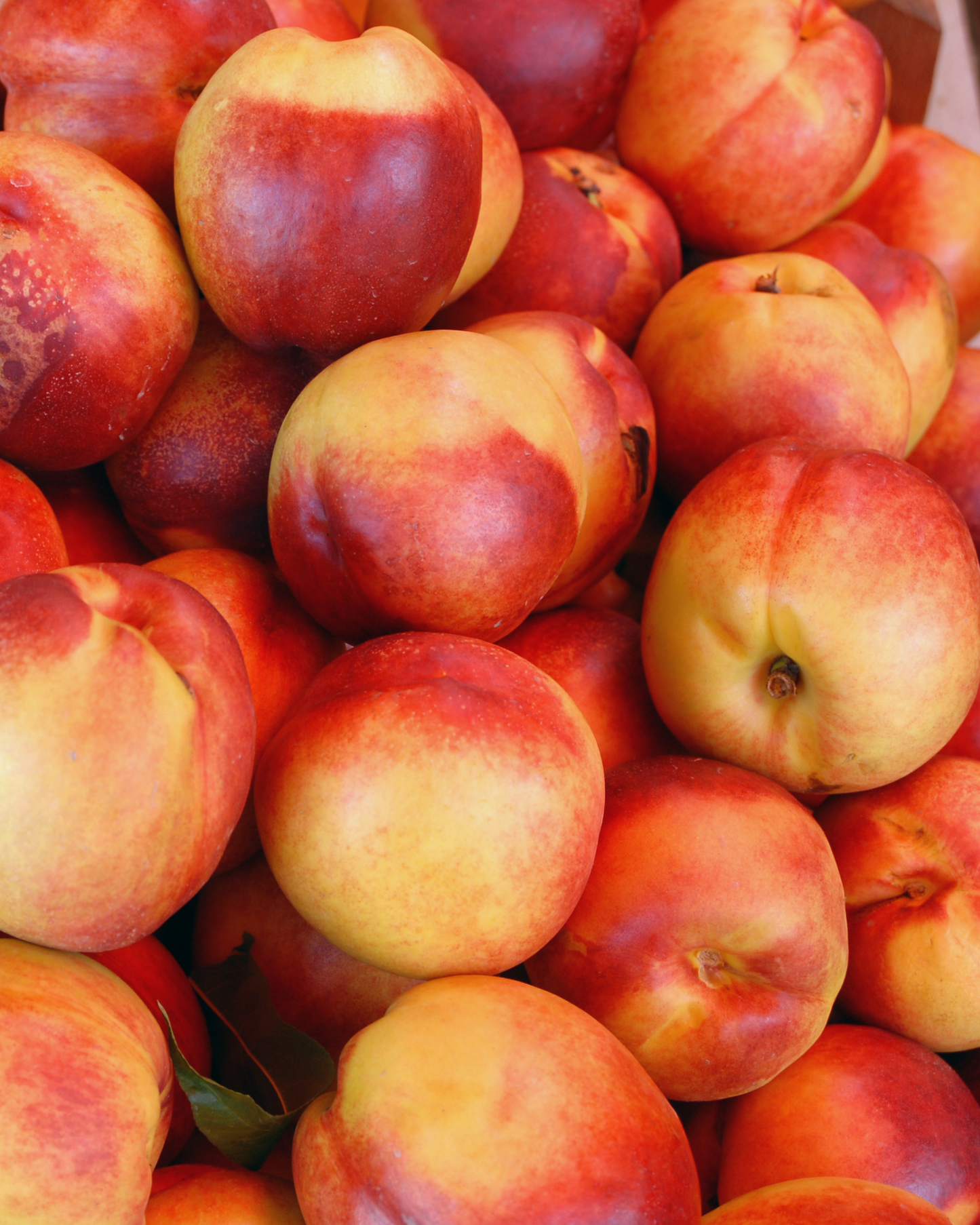 Nectarines