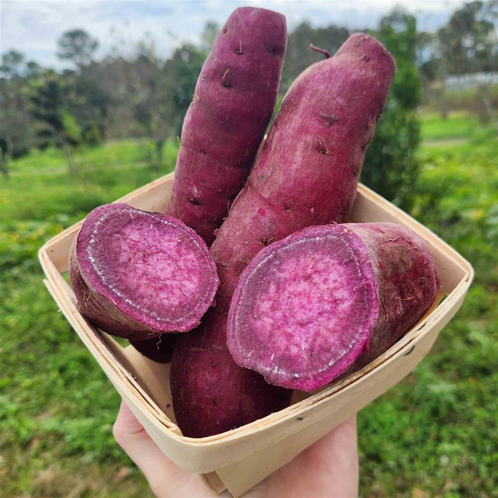Sweet Potatoes, Okinawa (Purple) 1lb