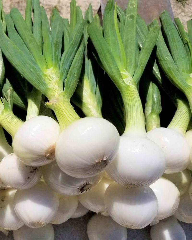 sweet, mild, delicate, juicy, Vidalia style
