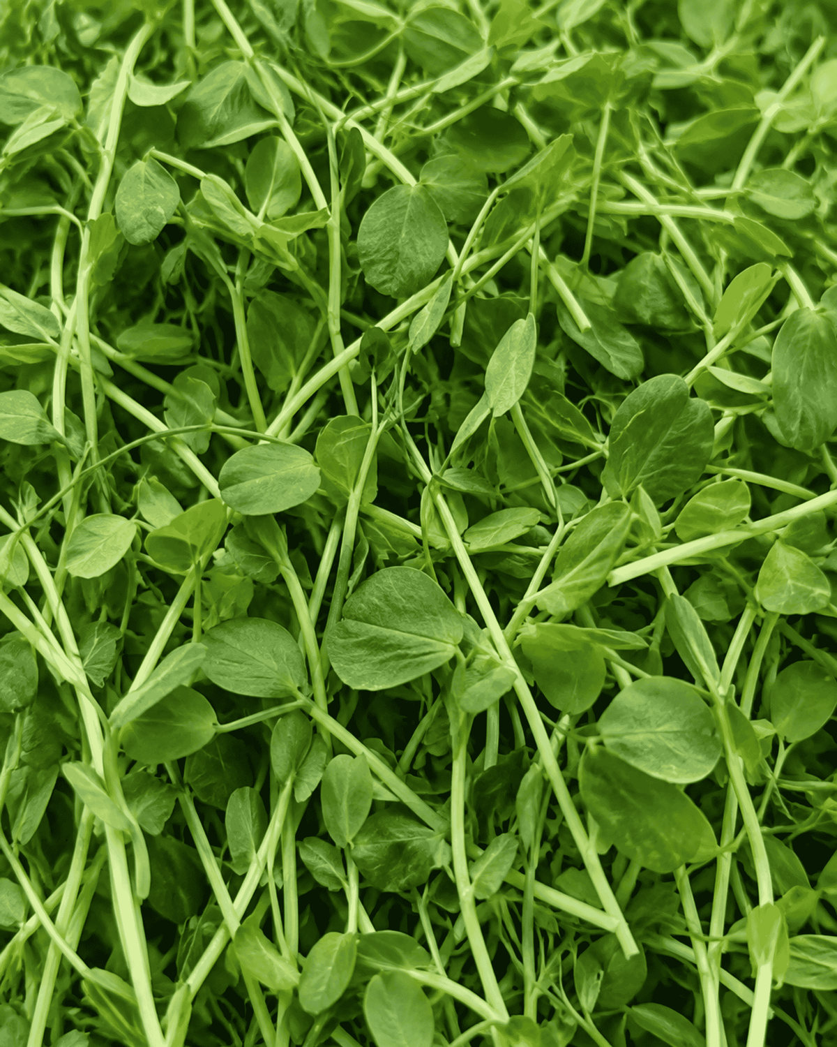 Pea Shoot Microgreens