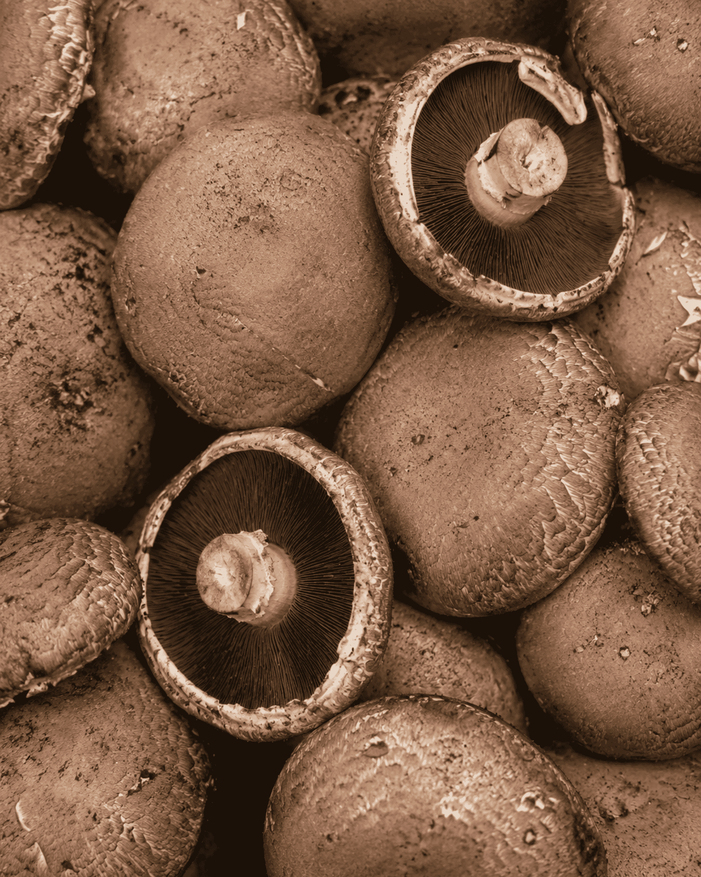 Portobello Mushroom Caps