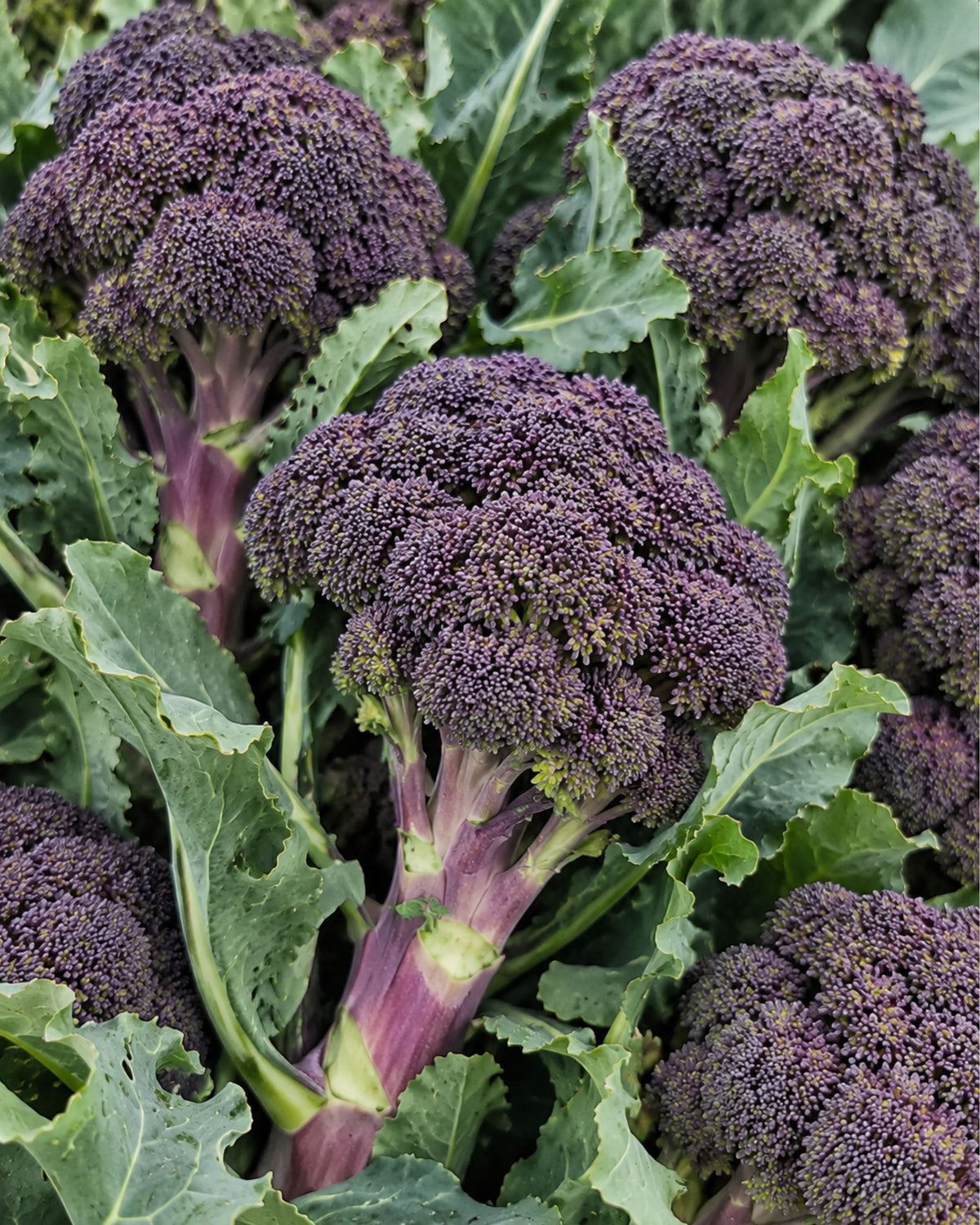 Purple Broccoli