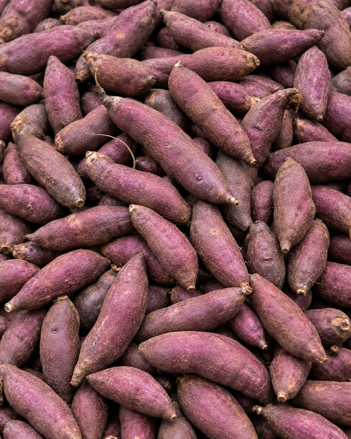 Purple Fingerling Sweet Potato
