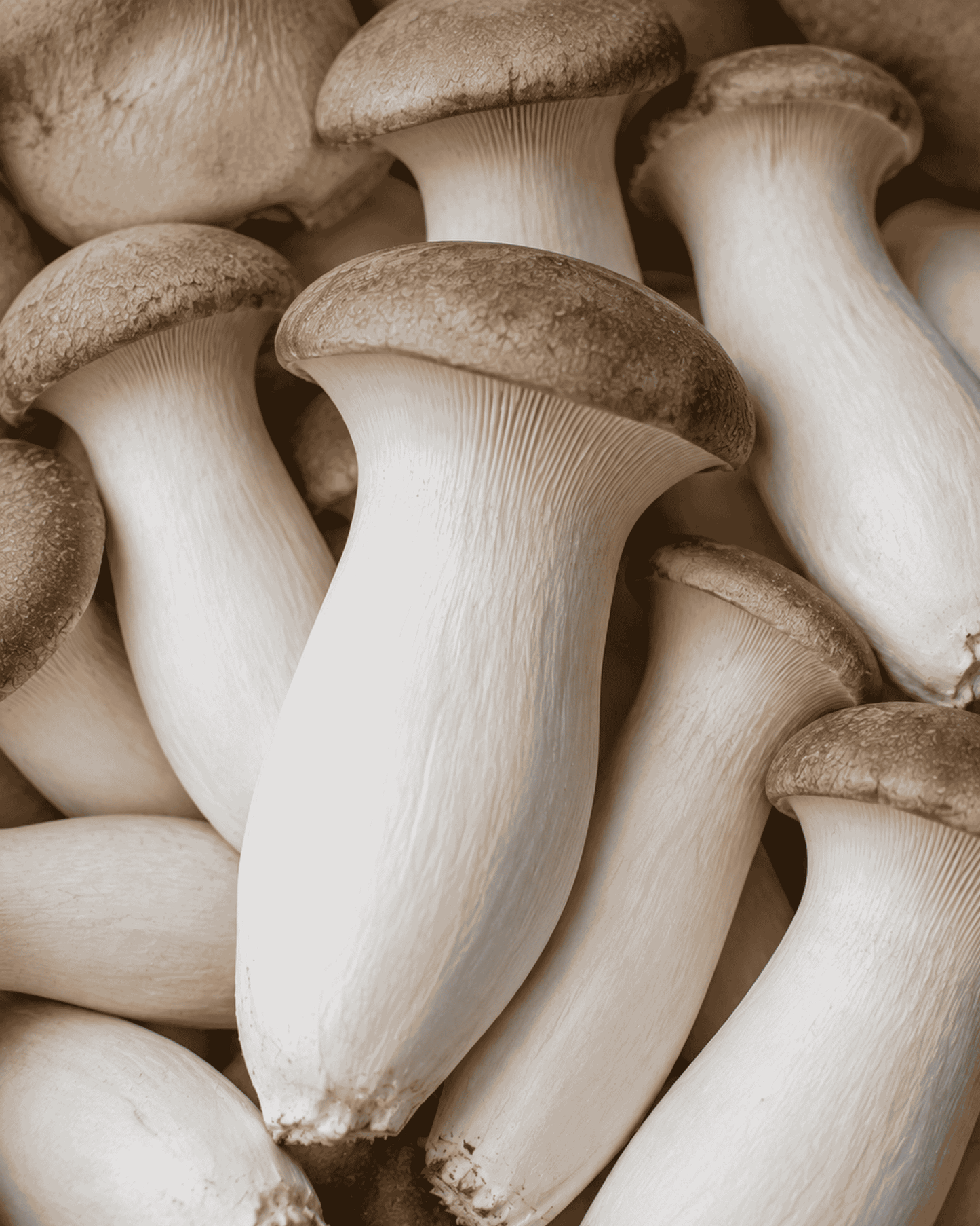 Royal Trumpet Mushrooms