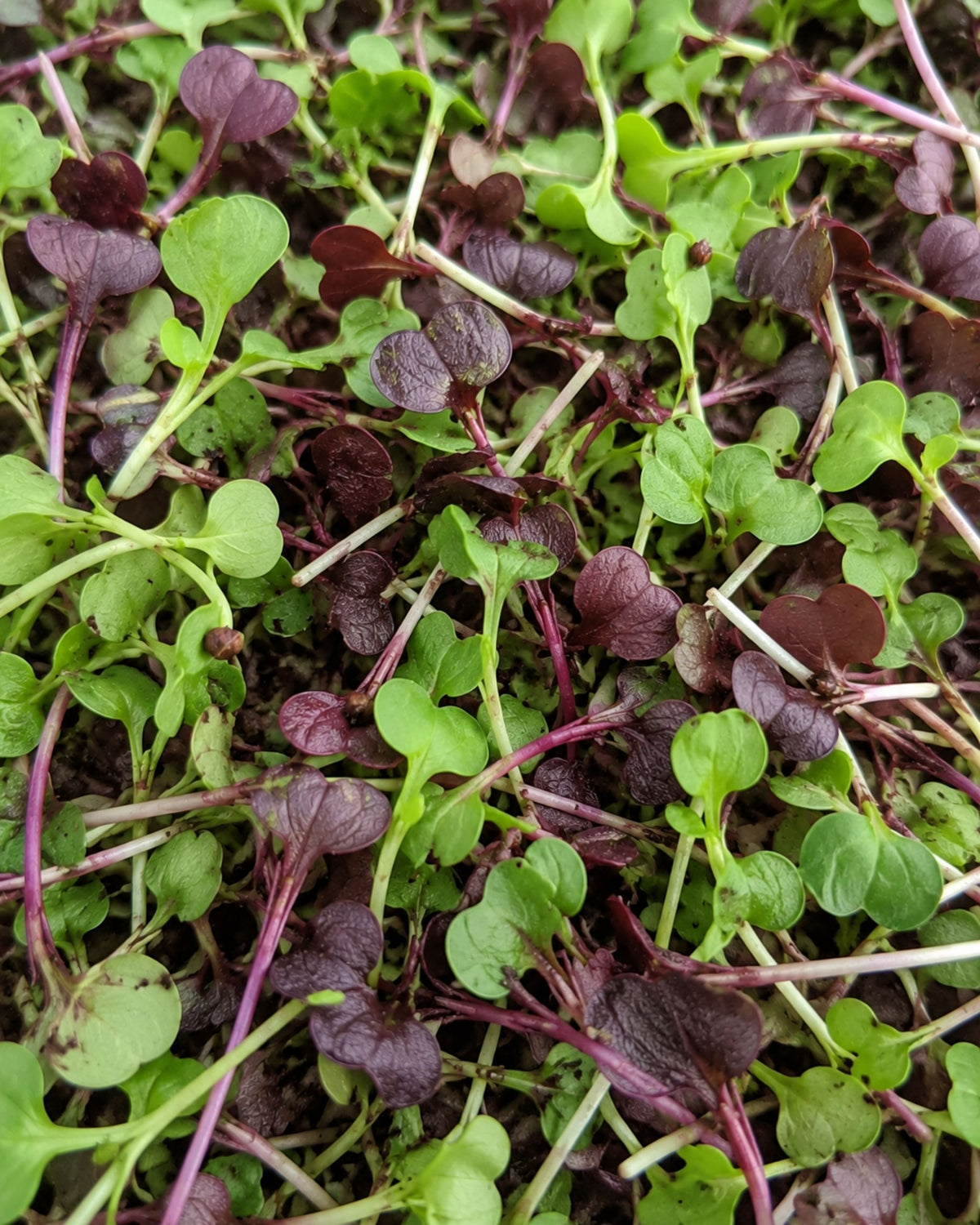 Spicy Mix Microgreens