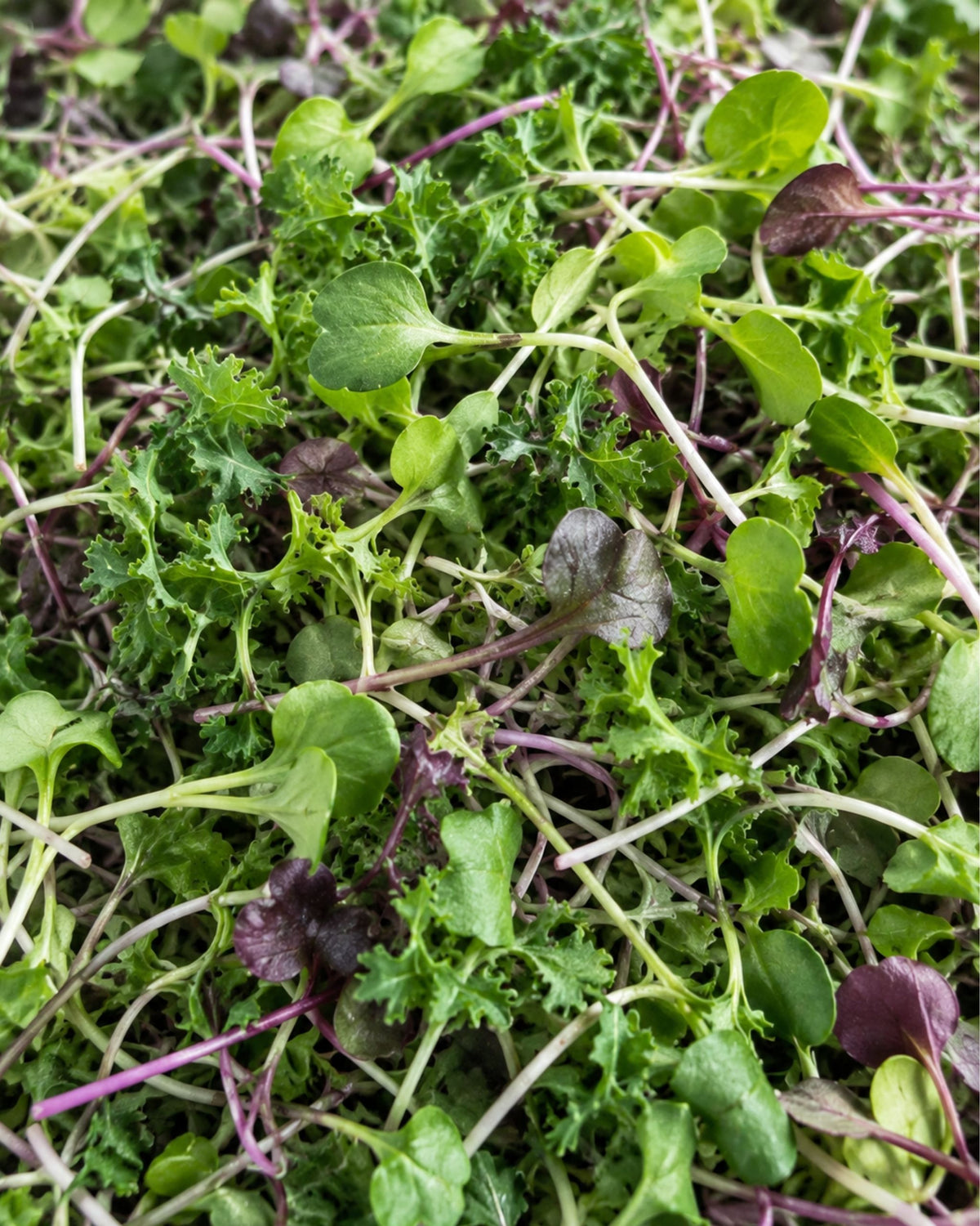 Sprouting Mix Microgreens