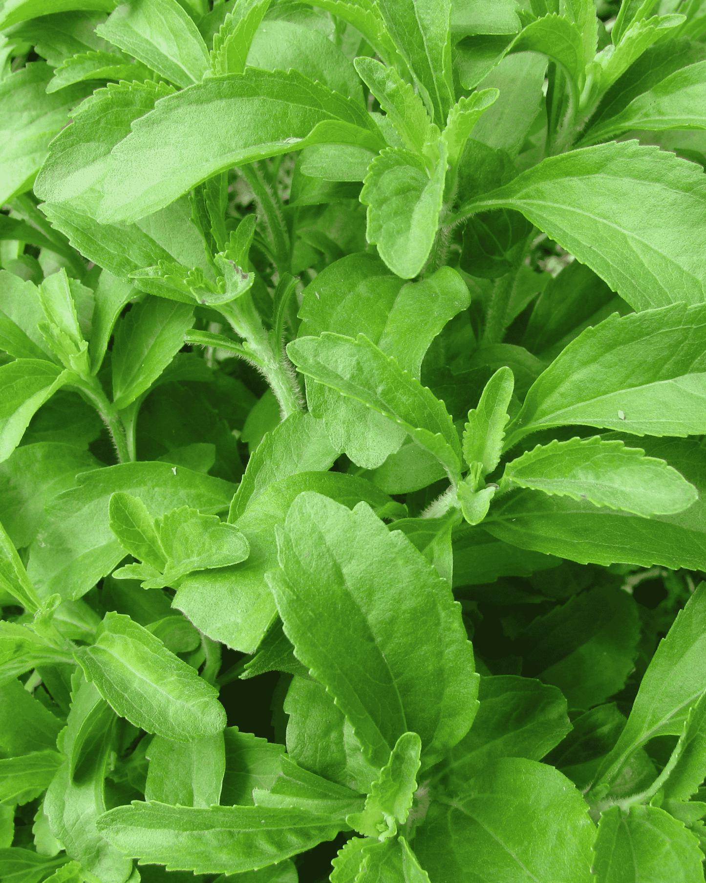 Stevia