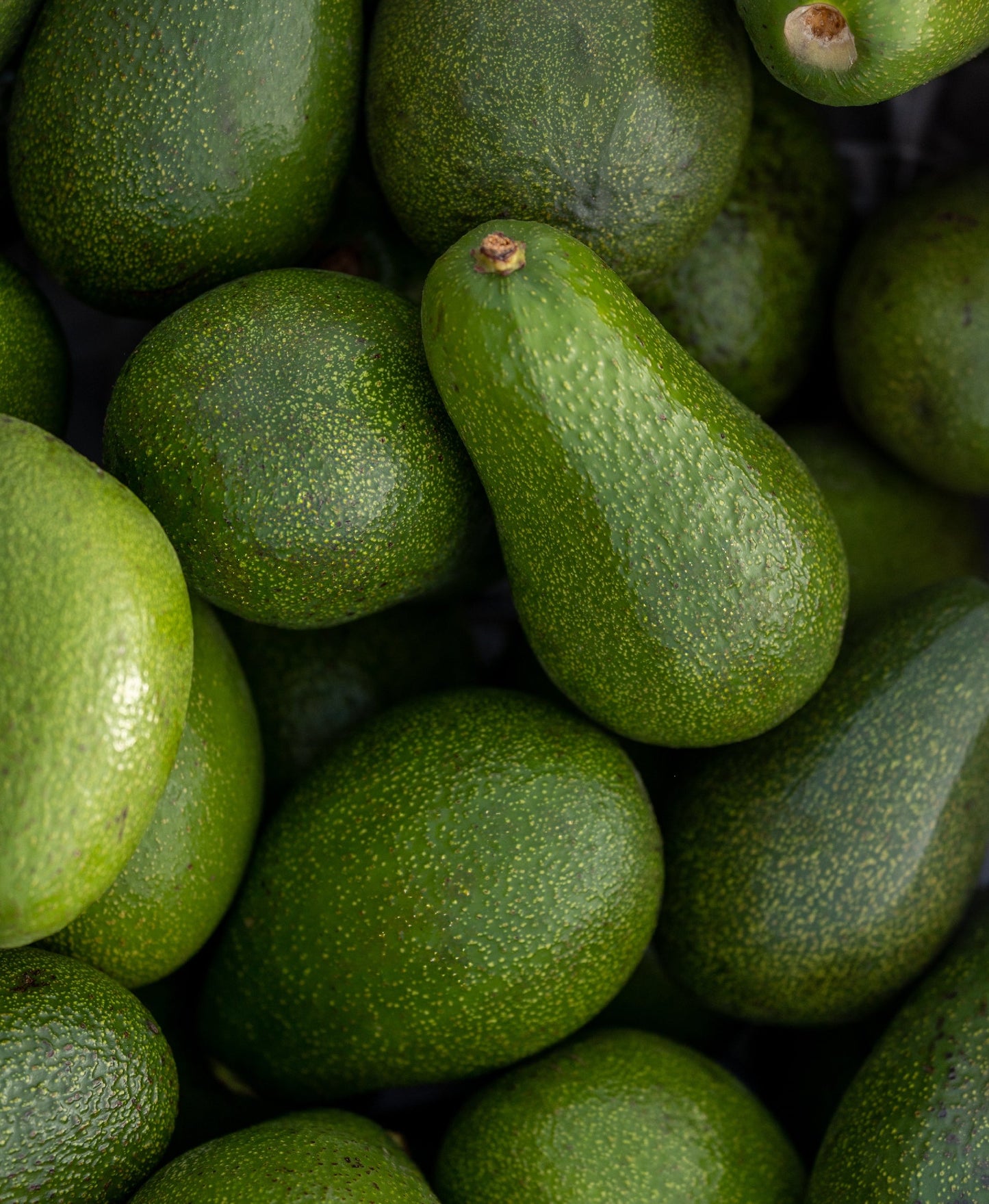 A close-up pile of green avocados filling the frame, showing textured skin and oval shapes.