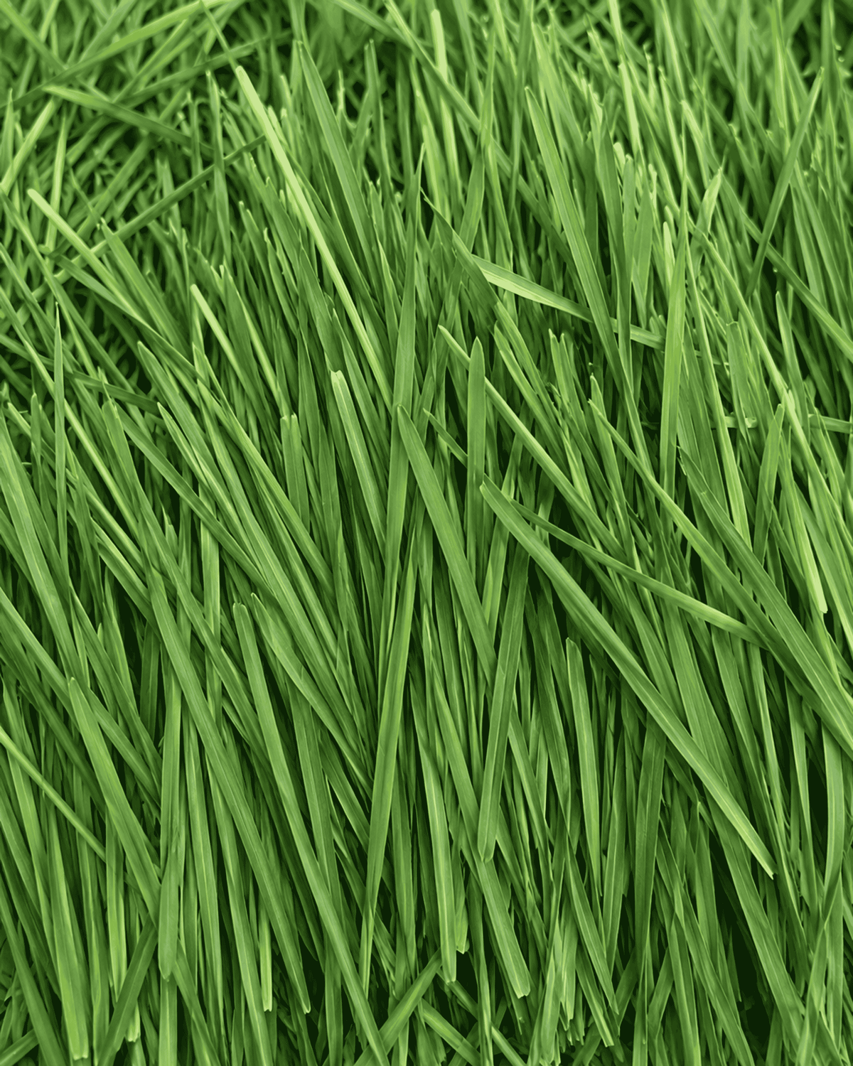 Wheatgrass Microgreens
