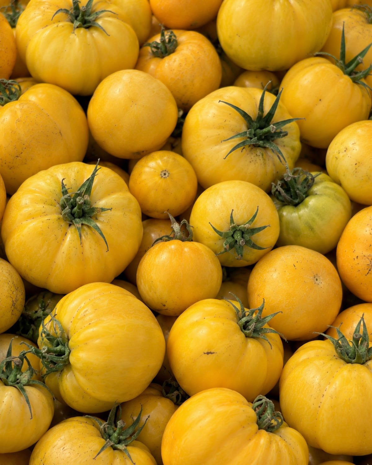 Yellow Tomatoes