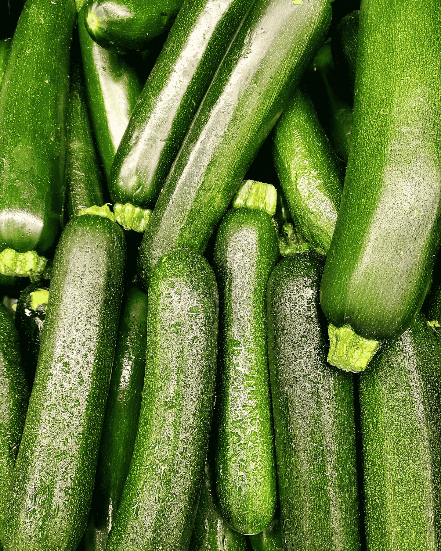 Zucchini Squash