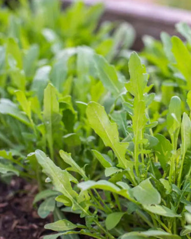 Arugula