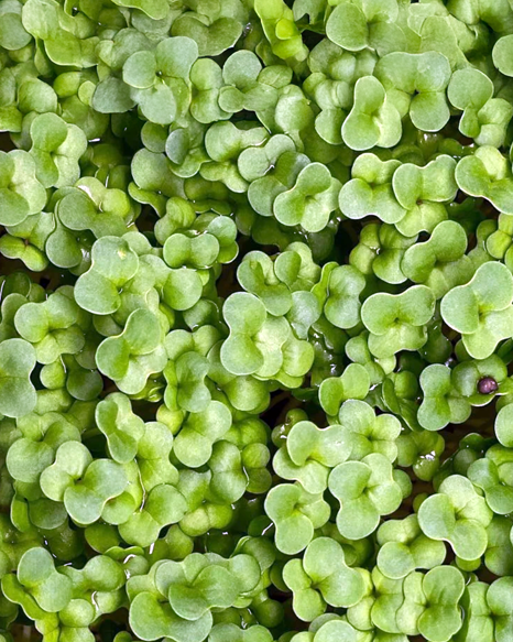 Brassica Blend Microgreens PF