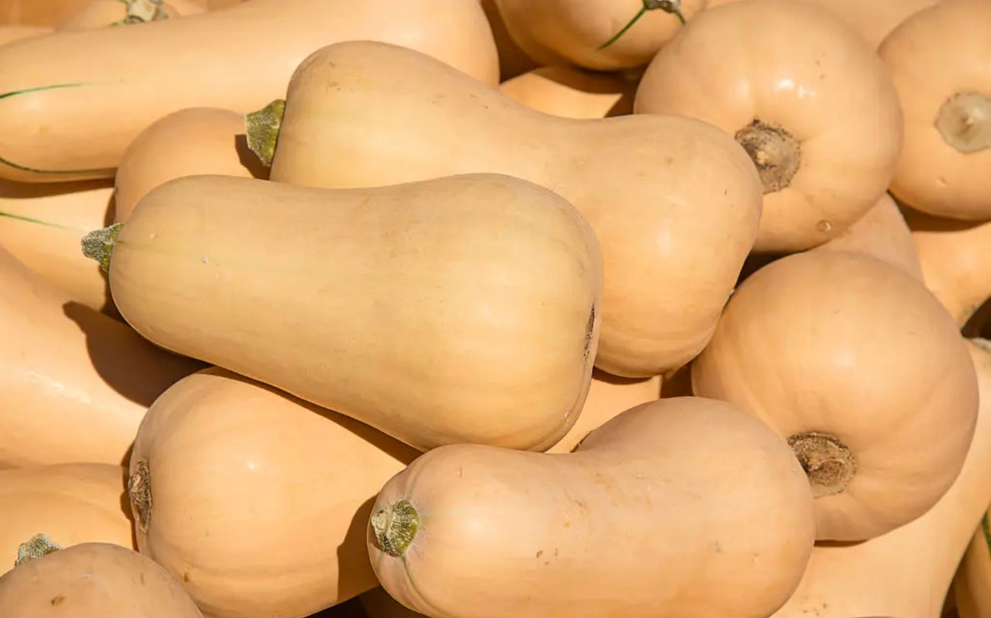Butternut Squash
