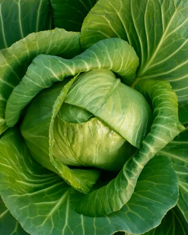 Green Cabbage