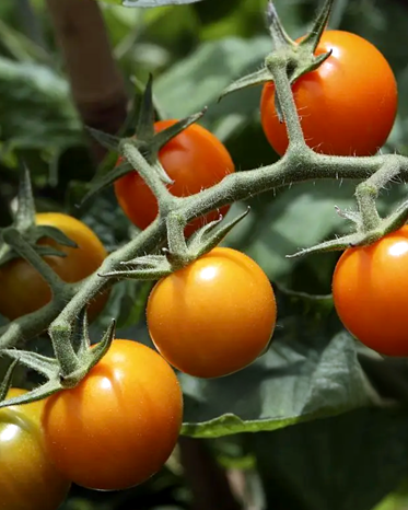 Cluster of golden-orange cherry tomatoes on the vine with green leaves in the background.