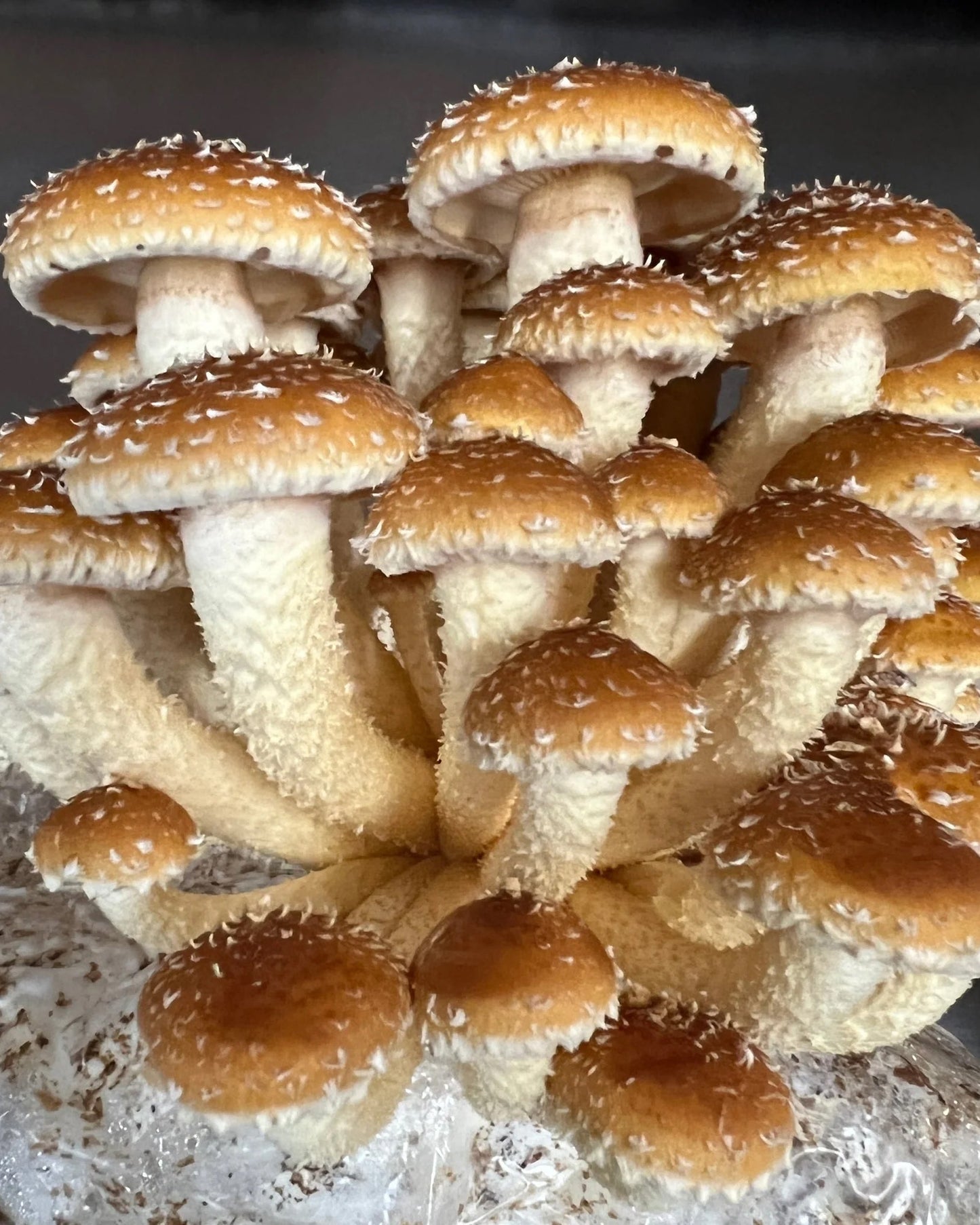 Chestnut Mushrooms PF – Half Pound