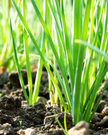 A close-up of fresh chives growing in soil, with their green slender leaves prominently displayed.