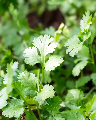 A close-up image of fresh cilantro leaves.