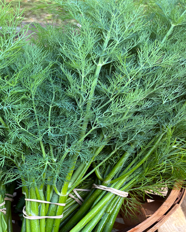 Bunches of fresh dill herbs tied with bands, placed on a wooden surface.