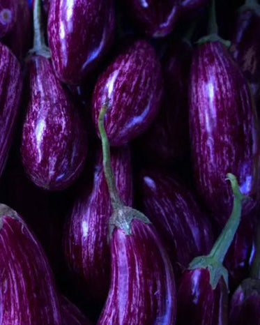 Globe Eggplant