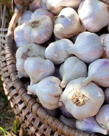 Garlic